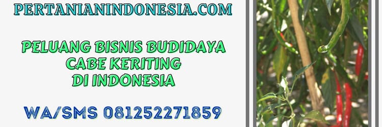 peluang bisnis,bisnis,agrobisnis,agribisnis,budidaya cabe keriting